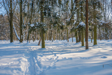 Wall Mural - Sunny day in the frosty forest in the winter season. Landscape with forest and perfect sunlight with snow and clean sky. Beatuful contrast of snow shapes and shadows