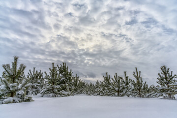 Winter in a pine forest. After a snowfall, young fluffy pines stand in a snow cover, high snowdrifts. Beautiful embossed sky with cumulus clouds. Beauty and harmony in nature near us