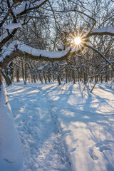 Wall Mural - Sunny day in the frosty forest in the winter season. Landscape with forest and perfect sunlight with snow and clean sky. Beatuful contrast of snow shapes and shadows