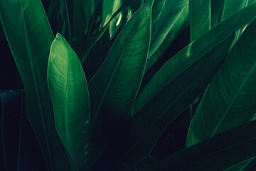 tropical leaves nature background and texture