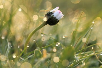 Spring season. Spring flowers in the spring grass. Chamomile flower bud in green grass with dew drops. beautiful nature macro background. Nature wallpaper. bright green grass with water drops. 