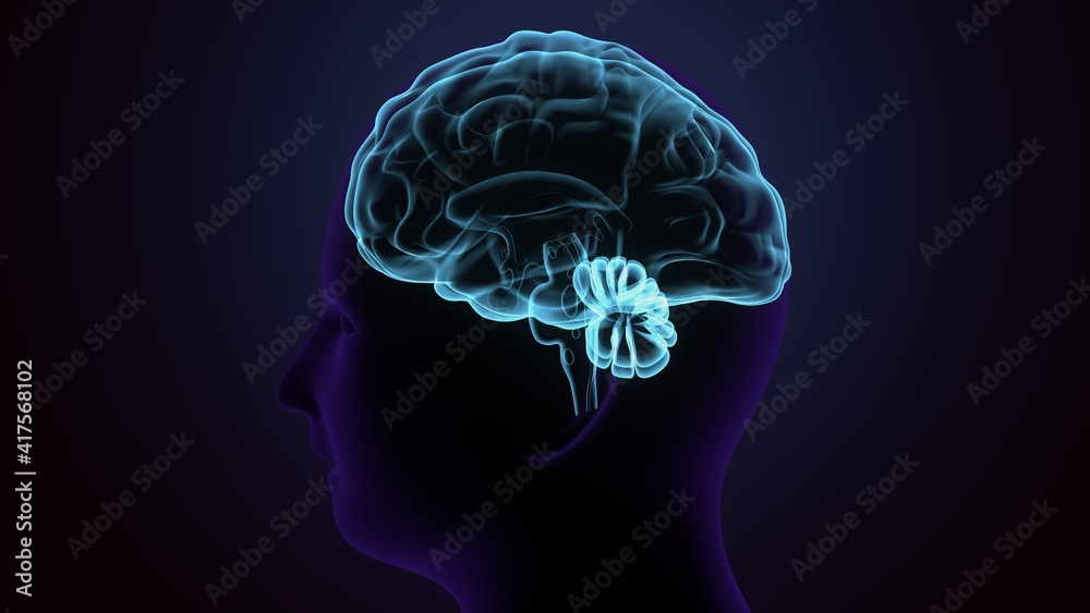 3d illustration of human body brain anatomy. Stock Illustration | Adobe ...