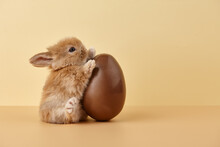 Easter Bunny Rabbit With Chocolate Egg On Beige Background