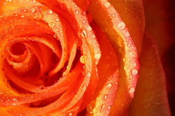 Closeup view of beautiful blooming rose with dew drops as background