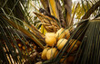 Wiewiórka jedząca orzech na palmie kokosowej.
