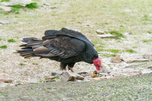The Turkey Vulture (Cathartes Aura)
