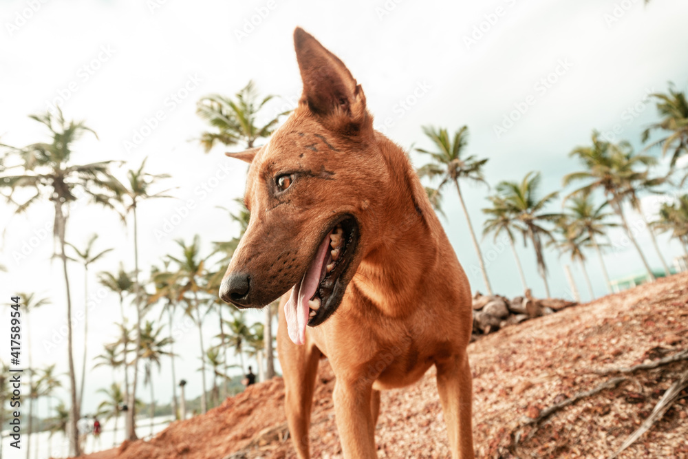 Brązowy dziki pies na tle palm i nieba. - obrazy, fototapety, plakaty 