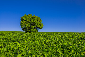 soy plantation, agriculture and development