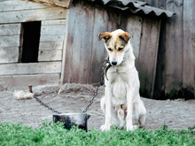 Sad, Hungry, Thin And Lonely Dog In Chain Sitting Outside Dog House. Concept Of Animal Abuse