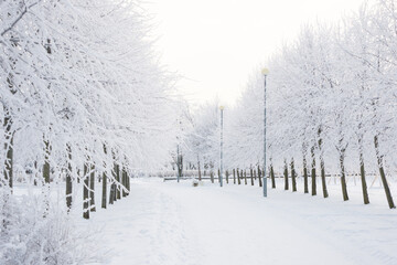 Wall Mural - Winter landscape, trees in the snow