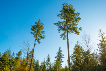 Wall Mural - Sunlit pines in a colorful forest in bright sunlight in winter, Baarn, Lage Vuursche, Utrecht, The Netherlands, February 28, 2021