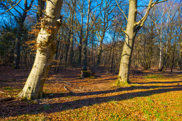 Wall Mural - Sunlit trees in a colorful forest in bright sunlight in winter, Baarn, Lage Vuursche, Utrecht, The Netherlands, February 28, 2021