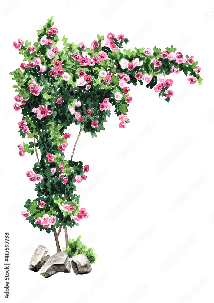 Climbing rose arch, Hand drawn watercolor illustration isolated on ...