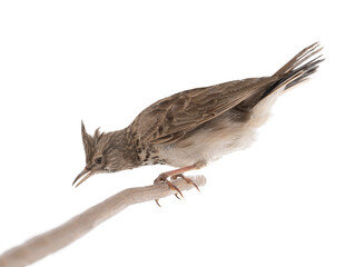 Wall Mural - Crested Lark isolated on white background