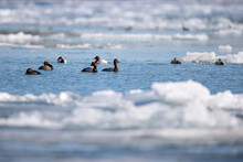 Redhead Ducks Swimming On Water With Ice