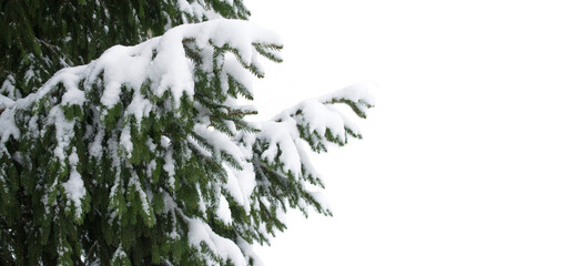 coniferous branches covered with hoarfrost. winter fir branch in snow isolated on white background. 