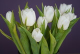 Fototapeta Tulipany - tulips on violet