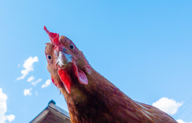 Chicken head looking at the camera from above close up