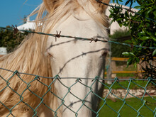 White And Golden Horse Face Behind Wire Mesh And Barbed Wire