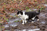 Fototapeta Koty - Homeless cat in nature background