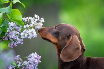 Brown mini dachshund dog sniffing flower