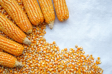 Sticker - Frame of yellow corn and seeds on white sack background 