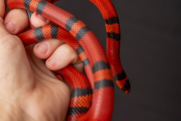 Lampropeltis triangulum, commonly known as the milk snake or milksnake, is a species of kingsnake