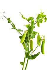 Wall Mural - pods of green peas isolated