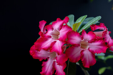 Wall Mural - Adenium or desert rose flower is medicinal herbs. (Impala Lily, Mock Azalea, Pink adenium). Isolated black background.