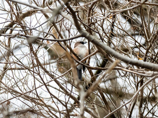 Poster - Eurasian jay in winter Nagano tree 5