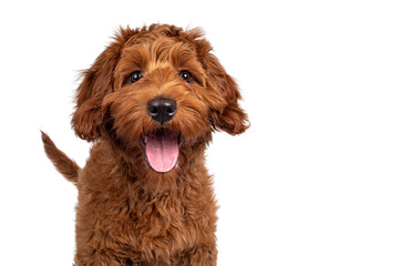 Funny head shot of cute red Cobberdog puppy, standing facing front. Looking curious towards camera. Isolated on white background. Tongue out.