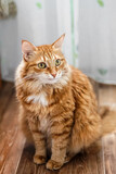 Fototapeta Koty - Charming fat fluffy fiery red cat looks away