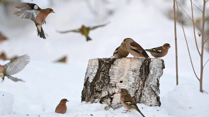 Poster - Many passerine songbirds in the winter snow forest, feeding on the feeder. Feed the birds in winter. Slow motion