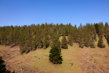 Pinar de Monte Pavón en la isla de Gran Canaria, España