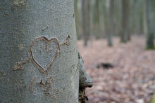 Broken Heart Carved On A Tree Trunk