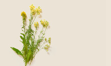 Copy Space With Fresh Yellow Wild Flowers. Top View, Flat Lay For Blogging Or Invitation. Spring Or Summer Background.