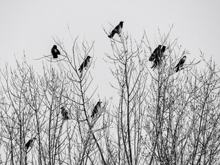 Wall Mural - birds