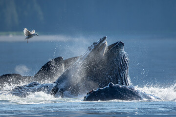 Sticker - USA, Alaska, Seagull hovers above Humpback Whales (Megaptera novaeangliae) surfacing as they bubble net feed on school of herring fish in Frederick Sound on summer afternoon