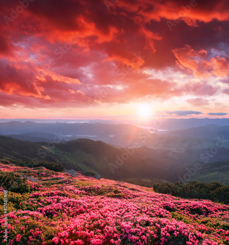 Canvas Print Rhododendron flowers blooming on the high wild mountains