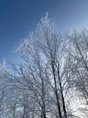 Poster - A tree branch in the snow. Against the background of a clear blue sky, a birch branch with snow.