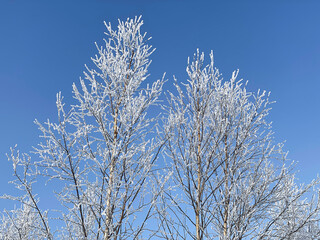Poster - A tree branch in the snow. Against the background of a clear blue sky, a birch branch with snow.