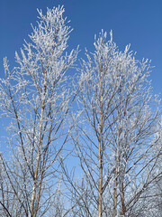 Poster - A tree branch in the snow. Against the background of a clear blue sky, a birch branch with snow.