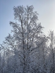 Poster - A tree branch in the snow. Against the background of a clear blue sky, a birch branch with snow.