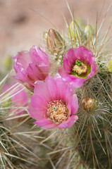 Poster - USA, Arizona. Flowers on Engelmann's Hedgehog cactus, Organ Pipe Cactus National Monument.