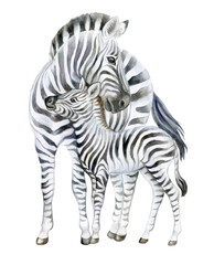 Zebra. Mom and baby isolated on white background. Watercolor. Baby zebra. Illustration. Picture. Clip-Art. Close-up. Hand drawing