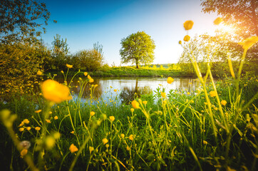 Canvas Print - Spring meadow with tree on the edge of the shore. Location place river Seret, Ukraine.