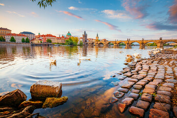 Fototapete - Breathtaking view on Charles bridge and white swans at Vltava river in Prague, Czech Republic.