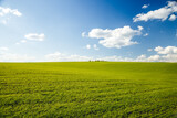 Fototapeta Do pokoju - Bright green field and perfect blue sky. Agricultural area of Ukraine, Europe.