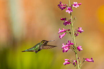 Sticker - USA, Arizona, Arizona-Sonora Desert Museum. Male Anna's hummingbird and Penstemon flowers.