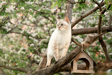 A beautiful tabby cat is sitting on a tree. Spring, the apple tree blooms.